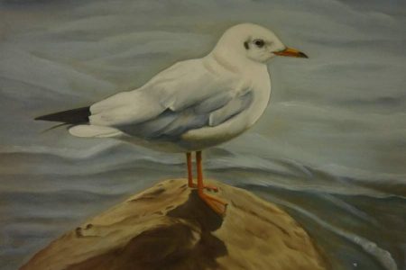 Meeuw